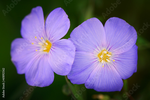 two blue flowers
