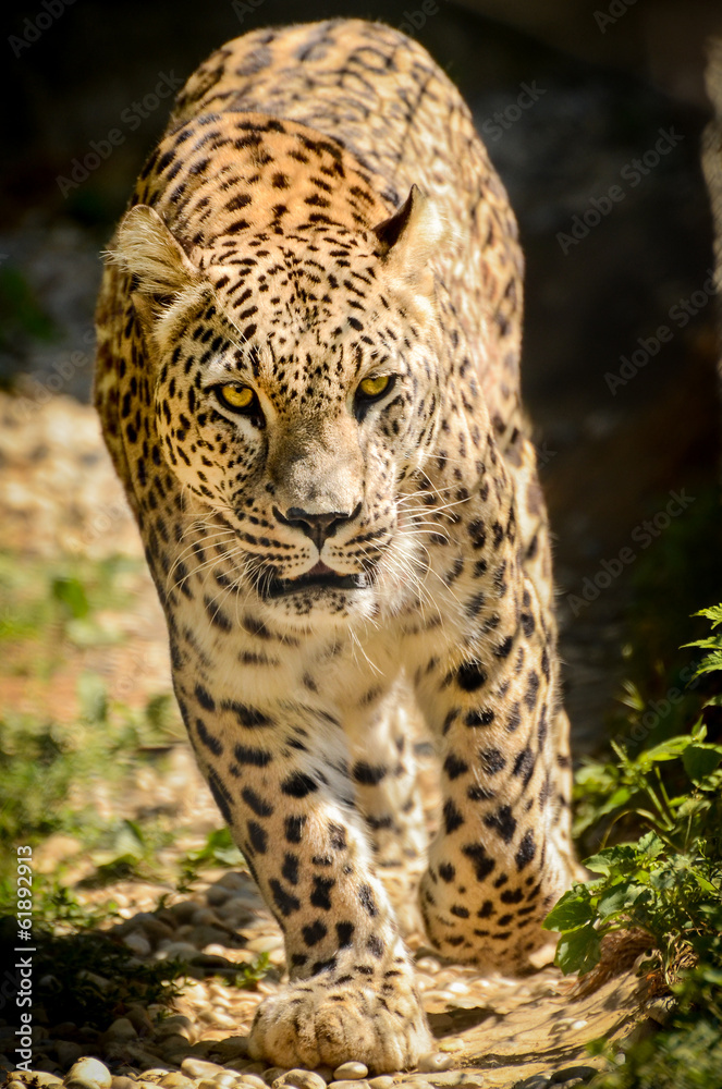 Fototapeta premium Leopard - Panthera pardus
