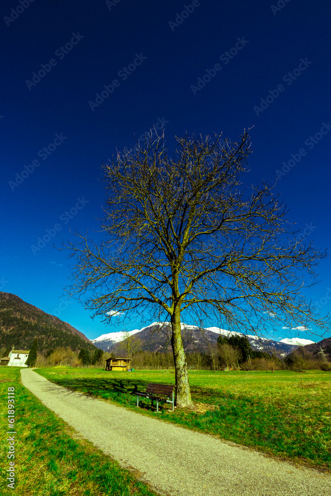 Obraz premium tree with a bench between the mountains
