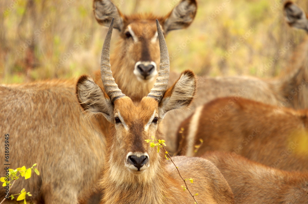 african mammals