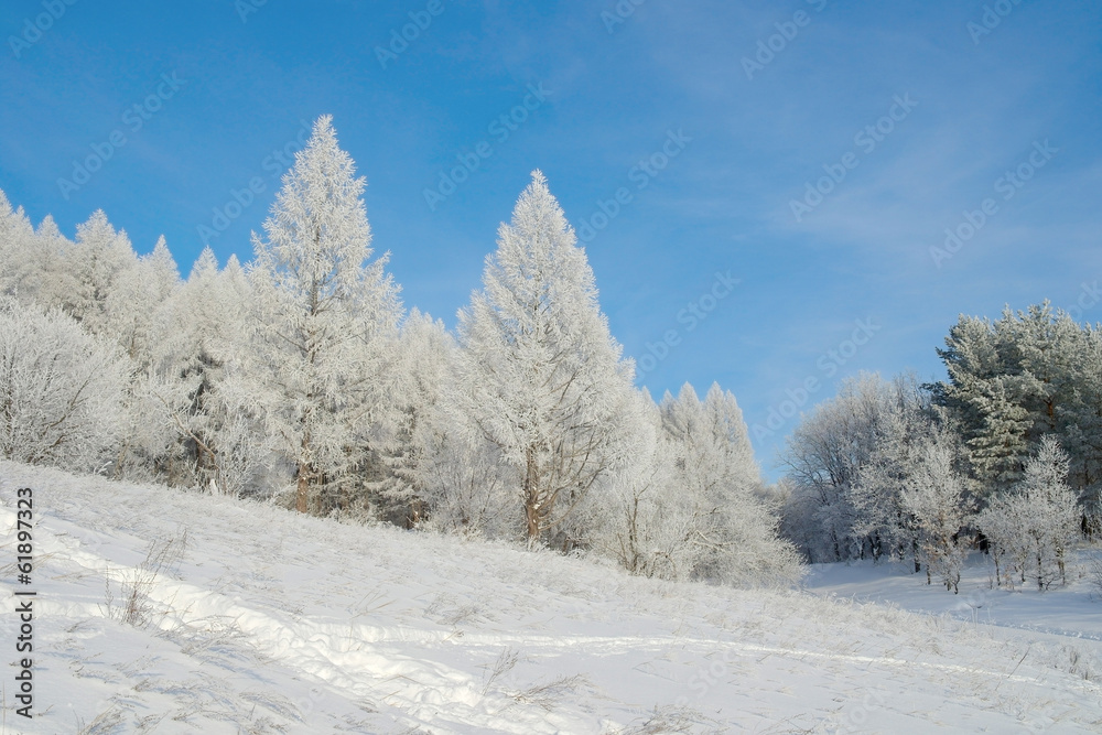 Beautiful landscape in winter forest