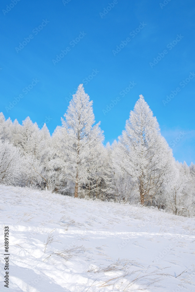 Beautiful winter landscape Beautiful winter landscape
