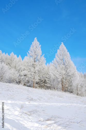 Beautiful winter landscape