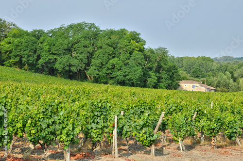 gironde, the vineyard of Sauternais in summer photo