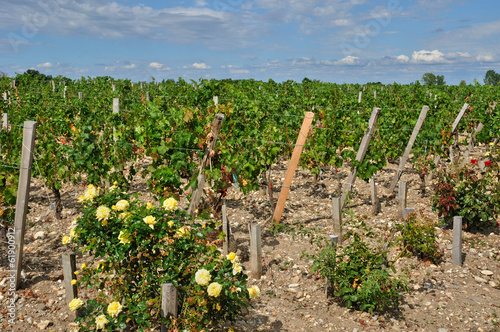 Clos Leoville Lascase vineyardin Saint Julien Beychevelle photo