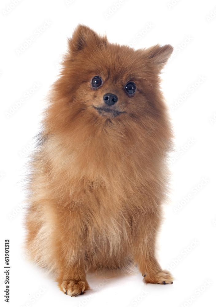 pomeranian spitz pomeranian spitz