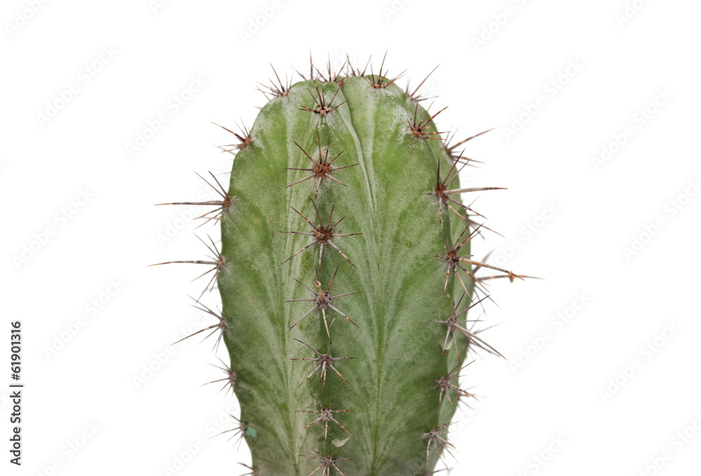 Naklejka premium Thorny cactus plant isolated