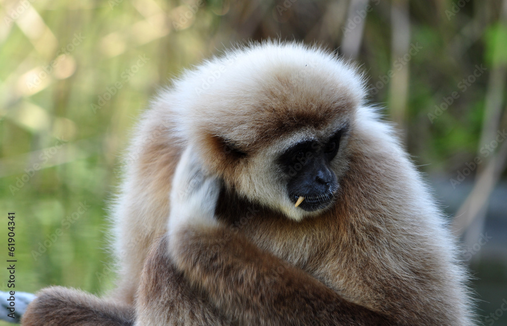 Obraz premium Monkey - Gibbon