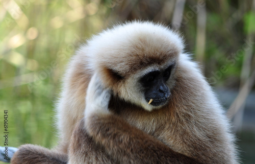 Monkey - Gibbon