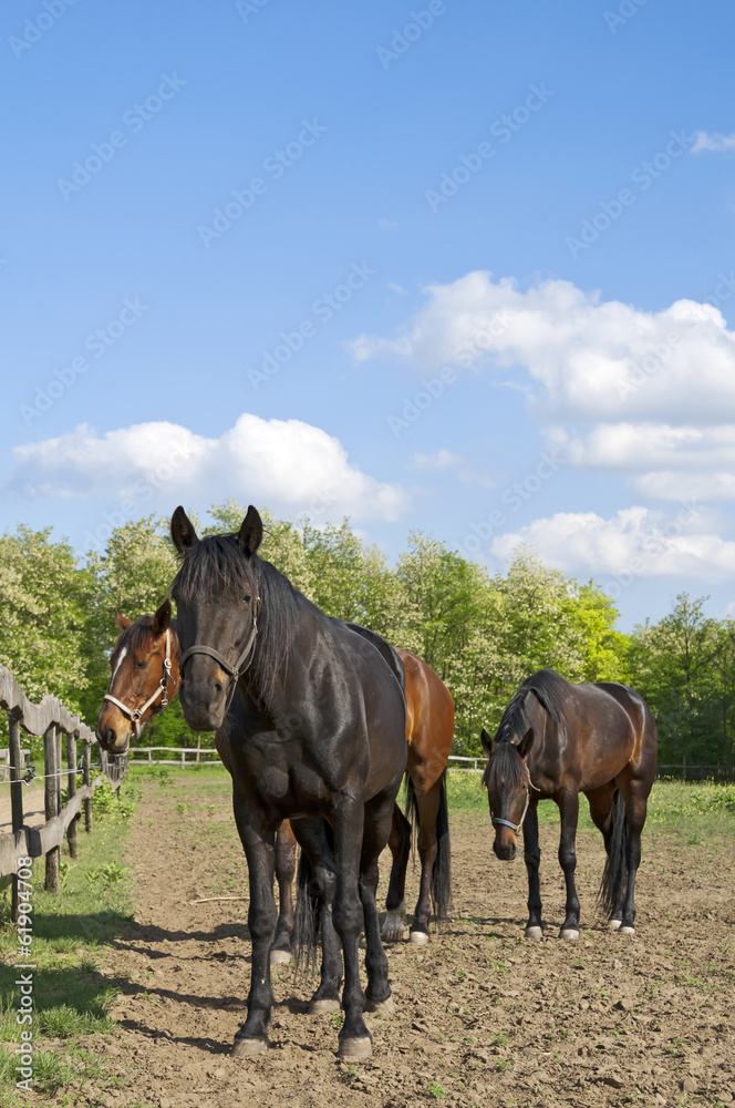 Horses on the farm resting Horses on the farm resting