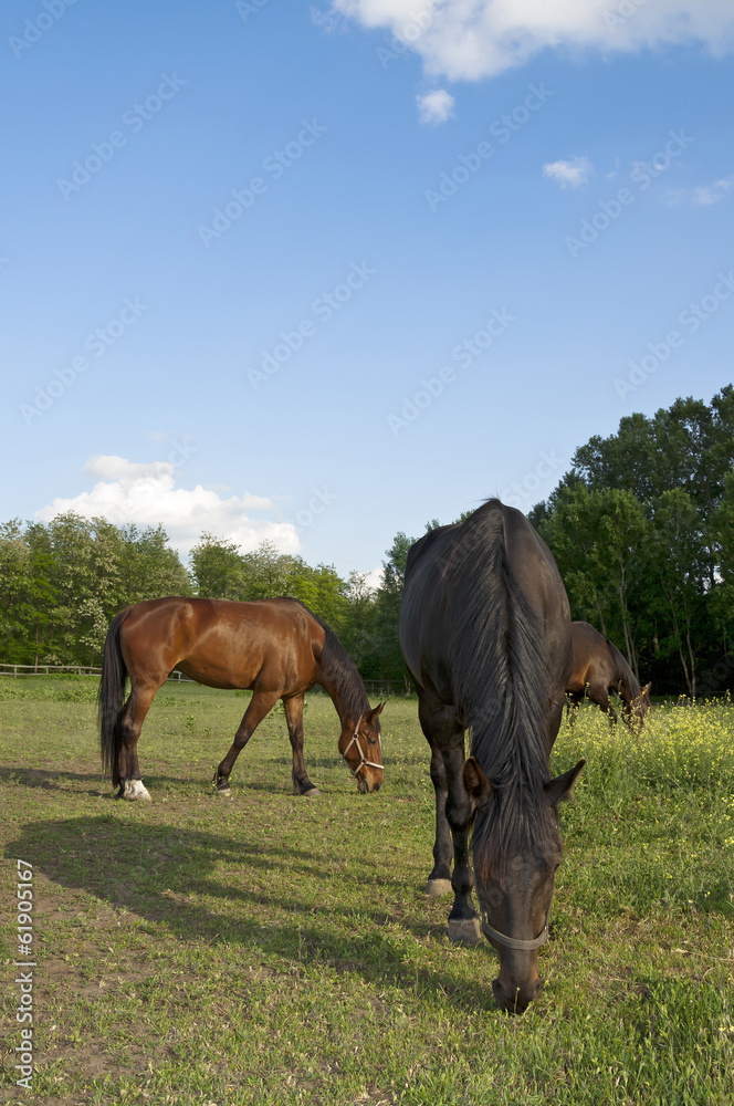 Three horses on the farm grazing Three horses on the farm grazing