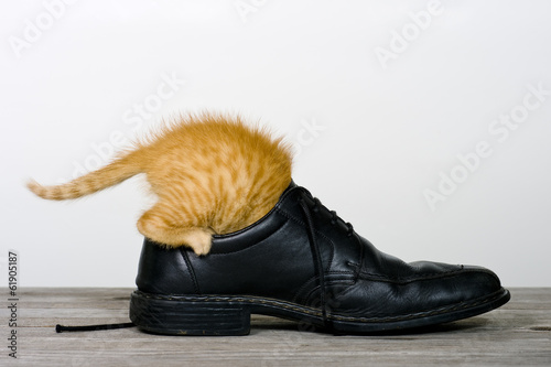 Katze erforscht einen Schuh