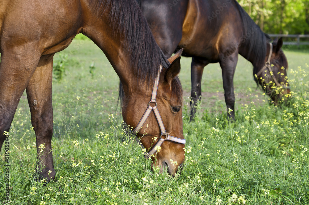 Two horses on the farm grazing close Two horses on the farm grazing close