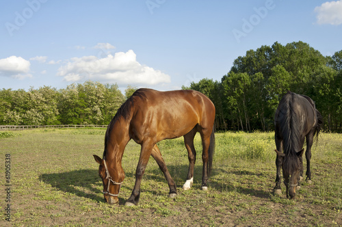 Two horses on the farm grazing © Takacs Szabolcs