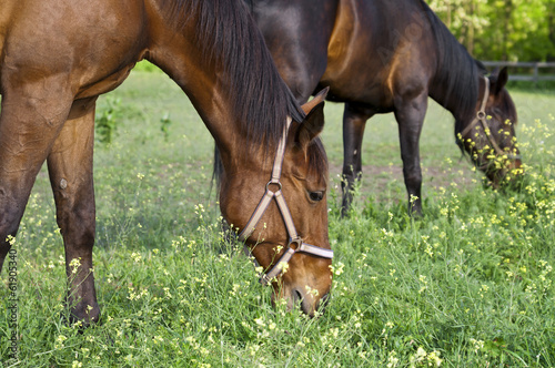 Two horses on the farm grazing close