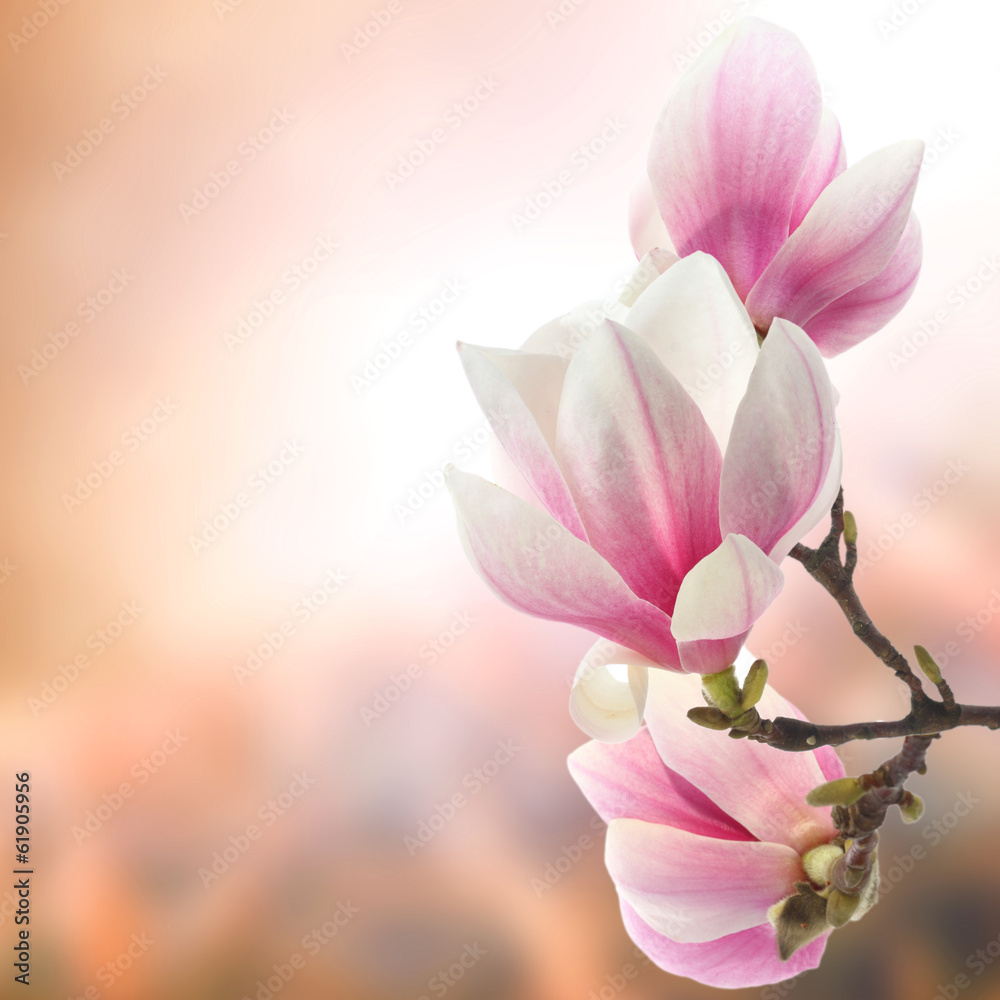 Naklejka premium magnolia