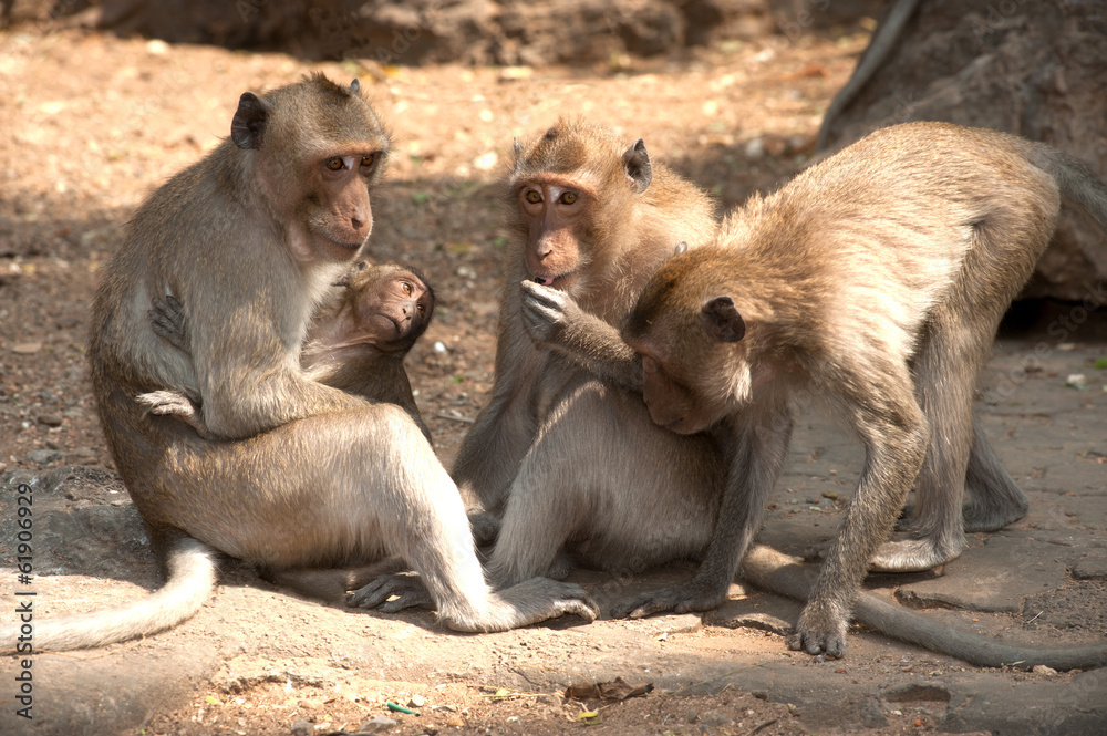 Fototapeta premium Monkey family sitting on ground ( Macaca Fascicularis ).