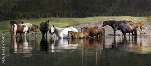 Fototapeta Naklejka Na Ścianę i Meble -  horse