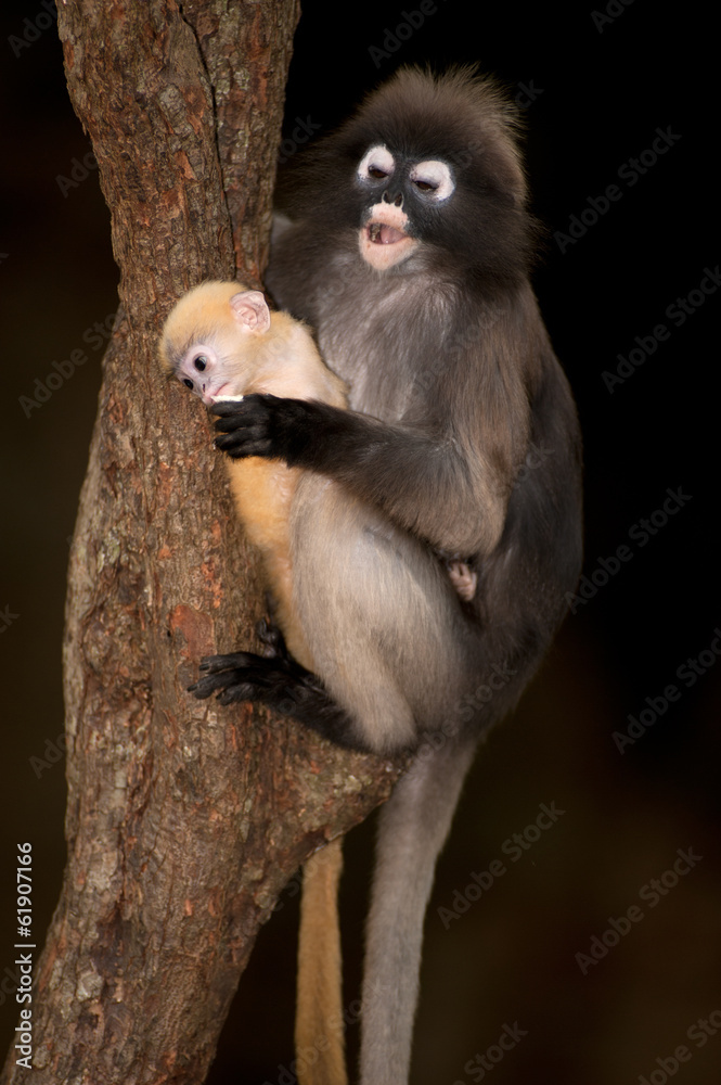 Obraz premium Monkey mother and son ( Presbytis obscura reid ).