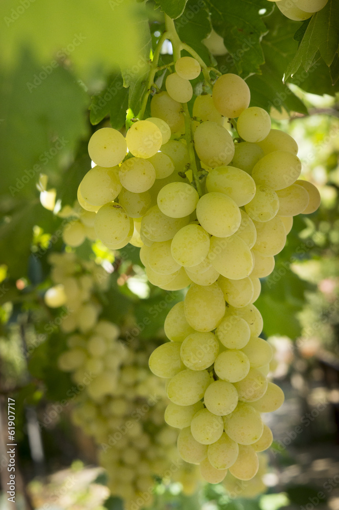 Big bunch of white grapes with blurred background Big bunch of white grapes with blurred background