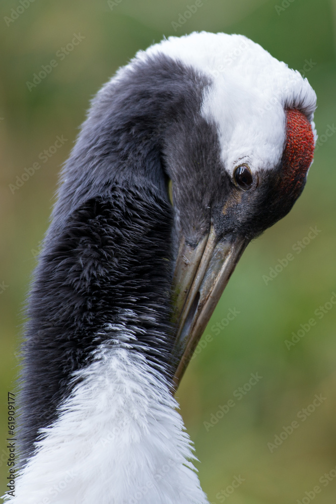 Red-crowned Crane - Grus japonensis