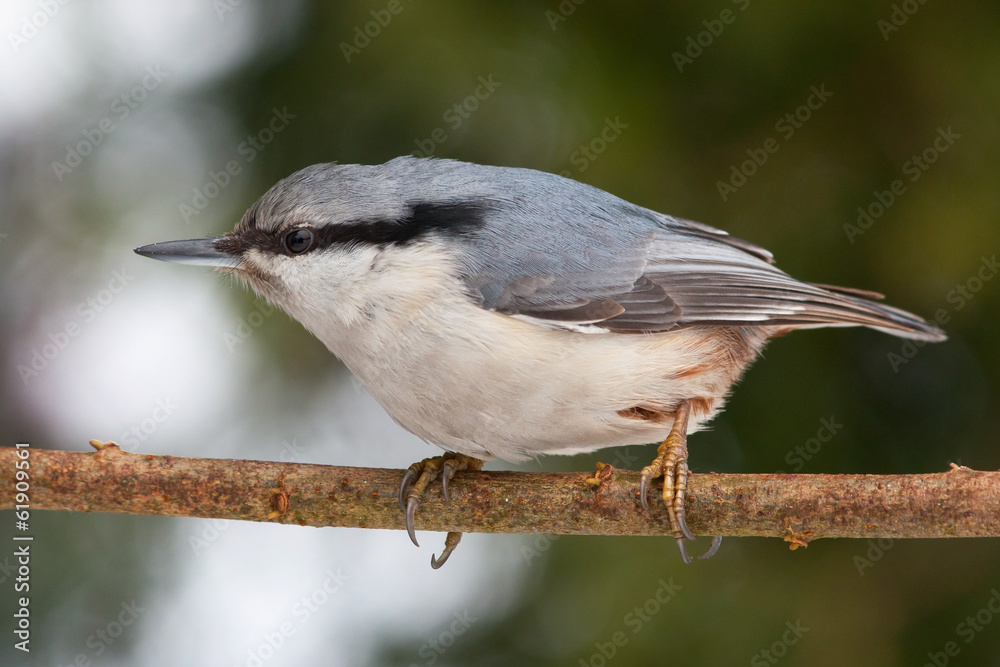 Fototapeta premium Closeup of eurasian nuthatch sitting on branch