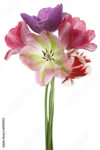 Fototapeta Naklejka Na Ścianę i Meble -  tulip