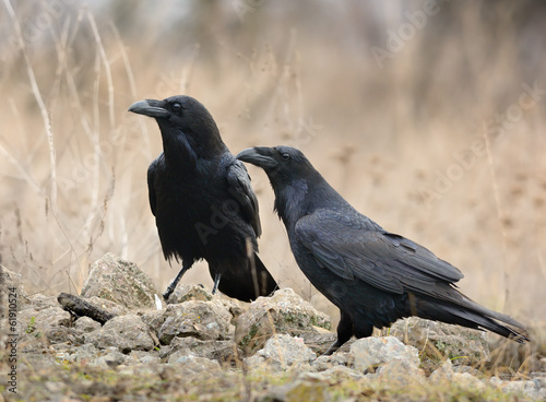 Two Ravens