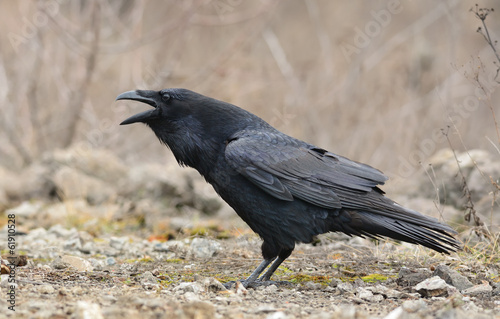 Raven Screaming
