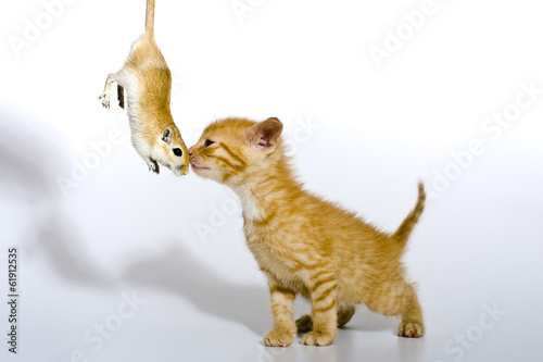 Babykatze spielt mit einer Maus, KItten playing with a mouse