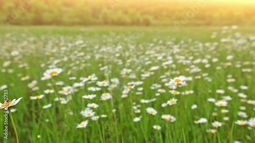Wallpaper Mural chamomile flowers Torontodigital.ca
