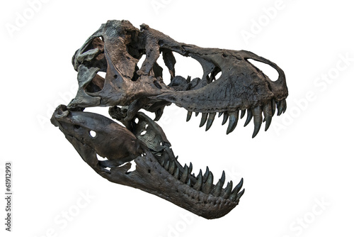 Fototapeta Naklejka Na Ścianę i Meble -  Tyrannosaurus Rex Skull