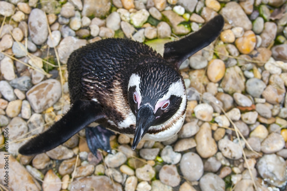 Fototapeta premium African penguin (Spheniscus demersus) from top