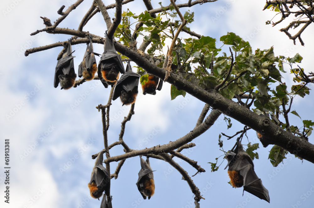 Flying foxes hang in a tree, Botanical Gardens of Sydney