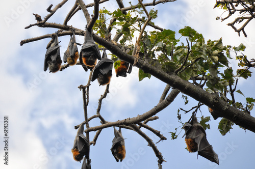 Obraz na płótnie Flying foxes hang in a tree, Botanical Gardens of Sydney w salonie