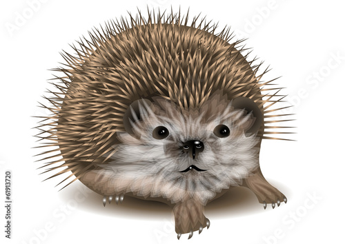 hedgehog