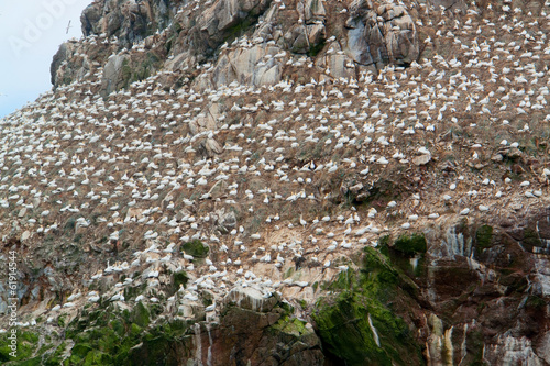 detail of a bird sanctuary at Seven Islands photo