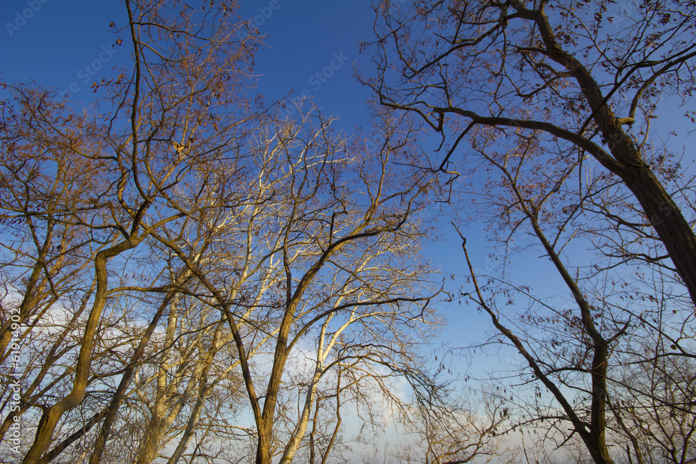 Forest Forest