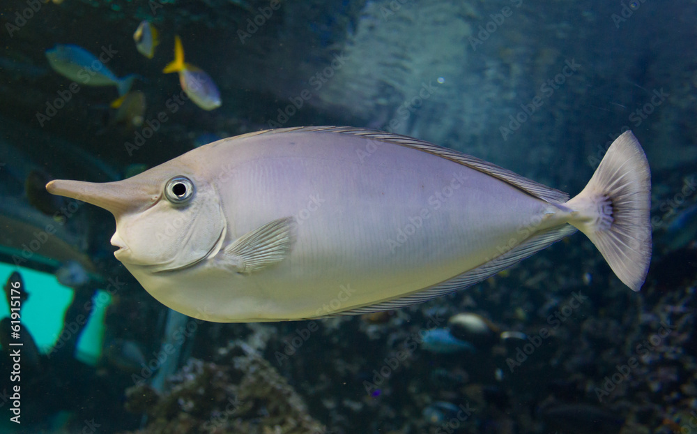 Fish Fish