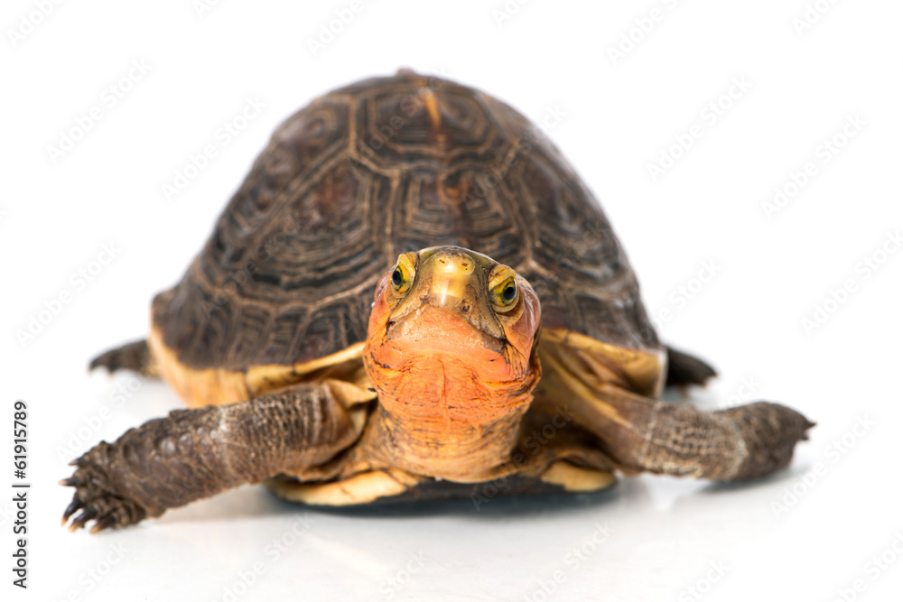 Fototapeta premium Gelbrand-Scharnierschildkröte
