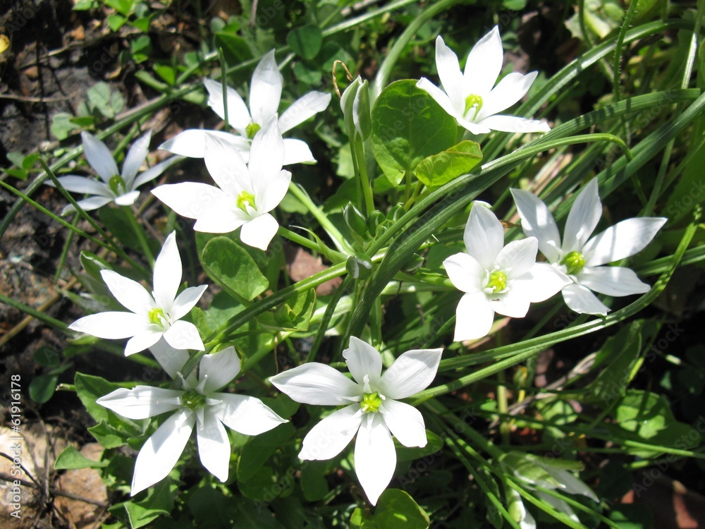 Fototapeta premium Star-of-Betlehem (ornithogalum) flowers