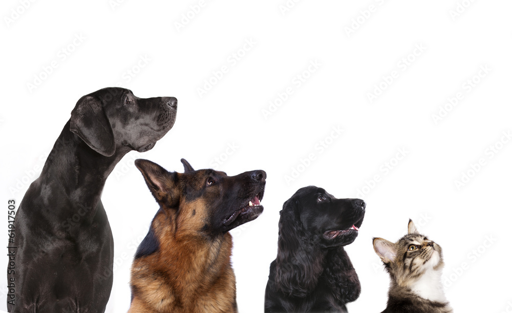 Fototapeta premium group of dogs is looking up