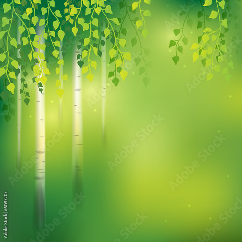 Birch background