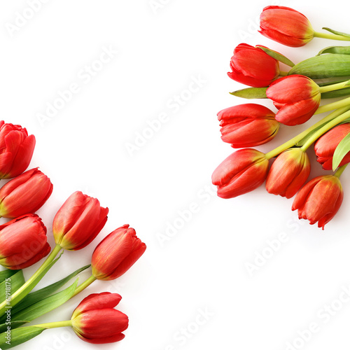 red tulip flowers frame background