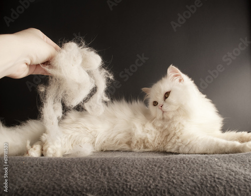 Pet hair
