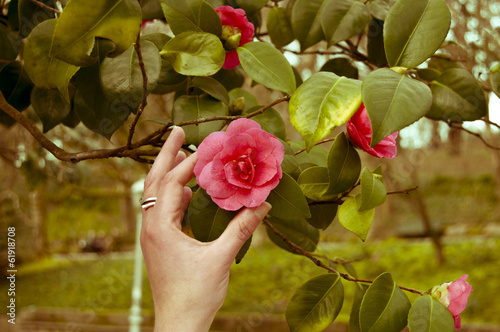 Canvastavla A hand touch a Camellia