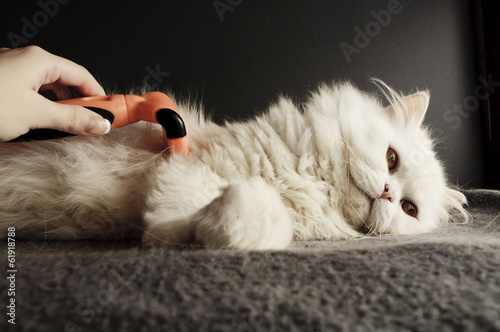 Combing cat's fur