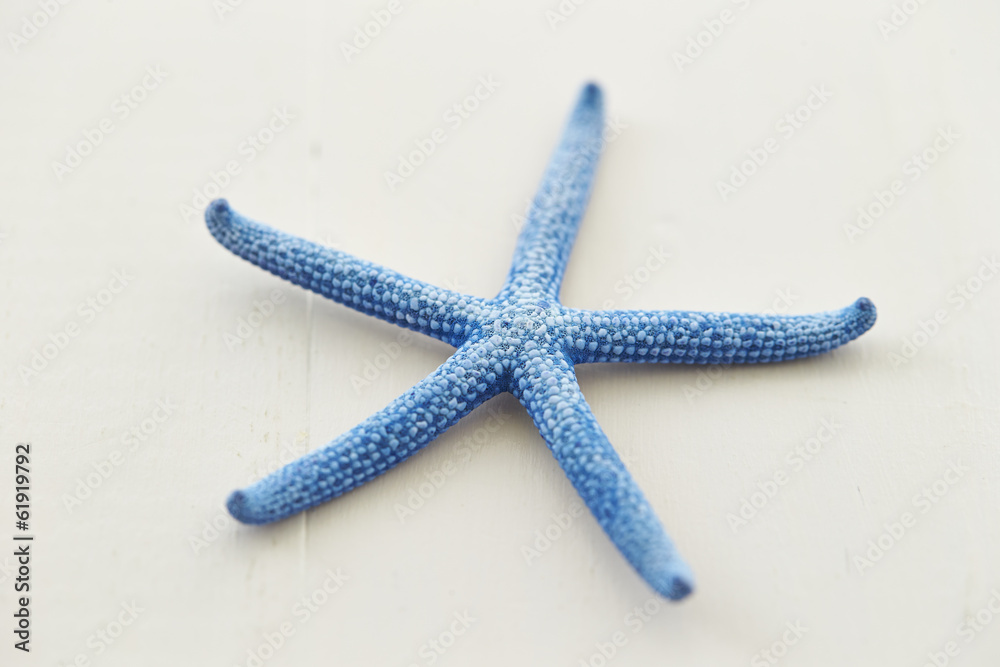 starfish starfish