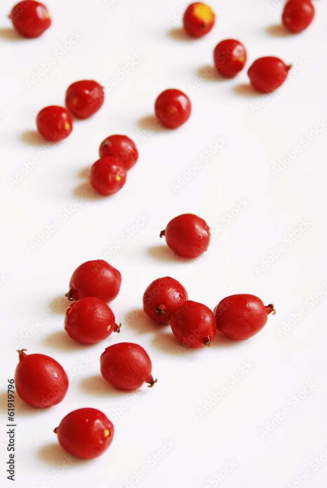 Palm fruits authentic fruits of Asia Palm fruits authentic fruits of Asia