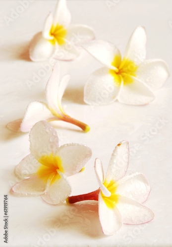 Frangipani Flower Scent of Asian exotic flower 